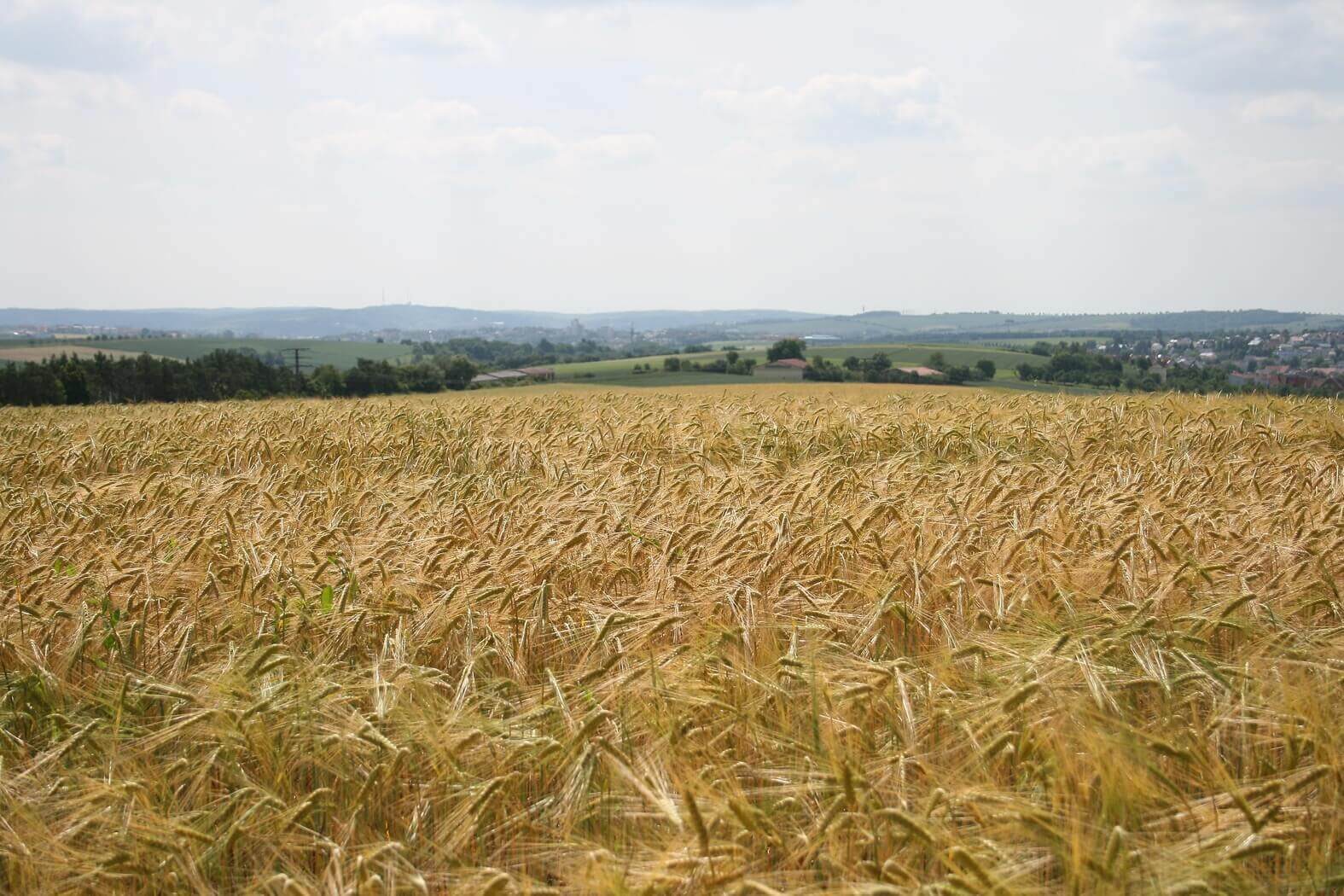 Wheat fields